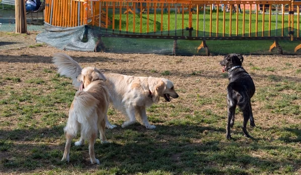 Dog Park at Simmers-Young Park photo 2